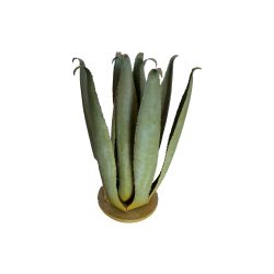 CACTUS AGAVE (30x30x30cm)